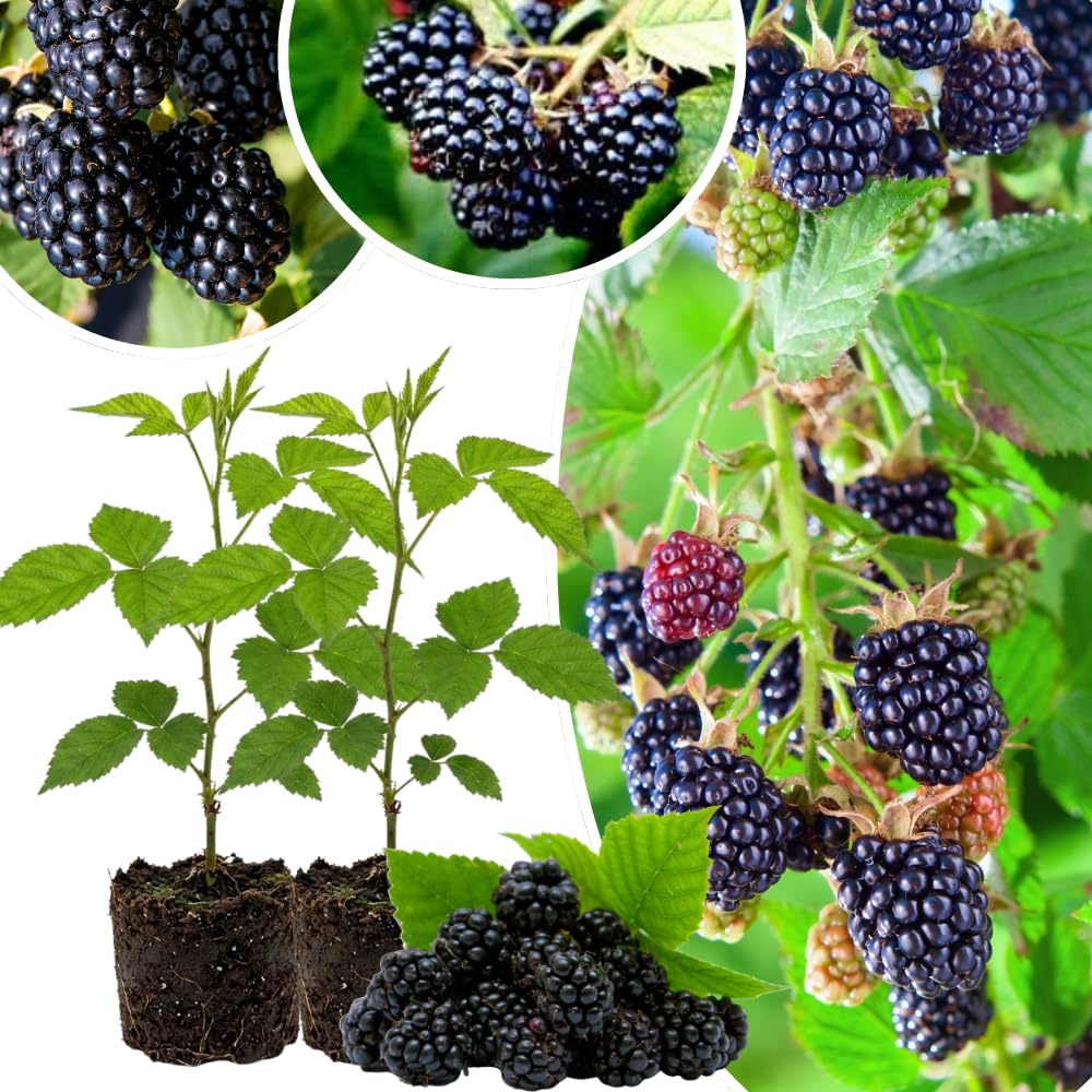 2 BlackBerry Plants Live for Planting, 4 to 8 Inch Height, BlackBerry Bush Live Plant, Sweet Blackberries Fruit Seedlings (Osage BlackBerry)