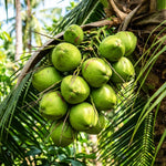 Dwarf Coconut Tree Live Plants, Well Rooted from 2 to 3 Feet Tall, Green and Yellow Coconut Plant, Tropical Fruit for Indoor Outdoor Planting