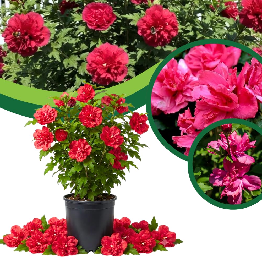 Red Rose of Sharon Bush Live, Garden Shrub, 6-14 Inch Tall