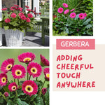 Gerbera Daisy Plants Live, Pink Daisy Plant, 5-7 Inches Tall, Colorful Perennial Plant, Bright Blooms for Indoor Outdoor Growing