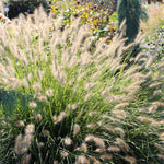 2 White Fountain Grass Plants Live, 5-9 Inch Tall Ornamental Grass Live Plants for Landscaping and Garden Borders