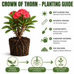 Pink Euphorbia Crown of Thorns Plant, Perennial Succulent Live Plant Indoor Outdoor 4-7 Inches