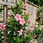 2 Pink Mandevilla Plants Live 4–7" Tall, Live Mandevilla Flowering Tropical Vines for Patio, Containers and Backyard Landscaping