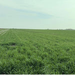 3lb Rye Cover Crop Seeds, Winter Rye Seeds for Garden Ground Cover and Seasonal Growing