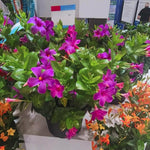 Purple Mandevilla Live Plants, Mandevilla Flower Plants Live, 8 to 12 Inches Tall Garden Vine Plant