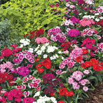 Set 6 Mixed Dwarf Dianthus Perennial Plants Live, Dianthus Live Plants for Outside Planting, Pink White Red Dianthus Color, Dianthus Flower Plant Live, Zones 3 to 9