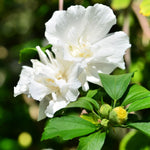 Althea Rose of Sharon Plant Live 6 to 13 Inch Tall, Hibiscus Syriacus Flowers, Come in Pot (White Rose of Sharon)