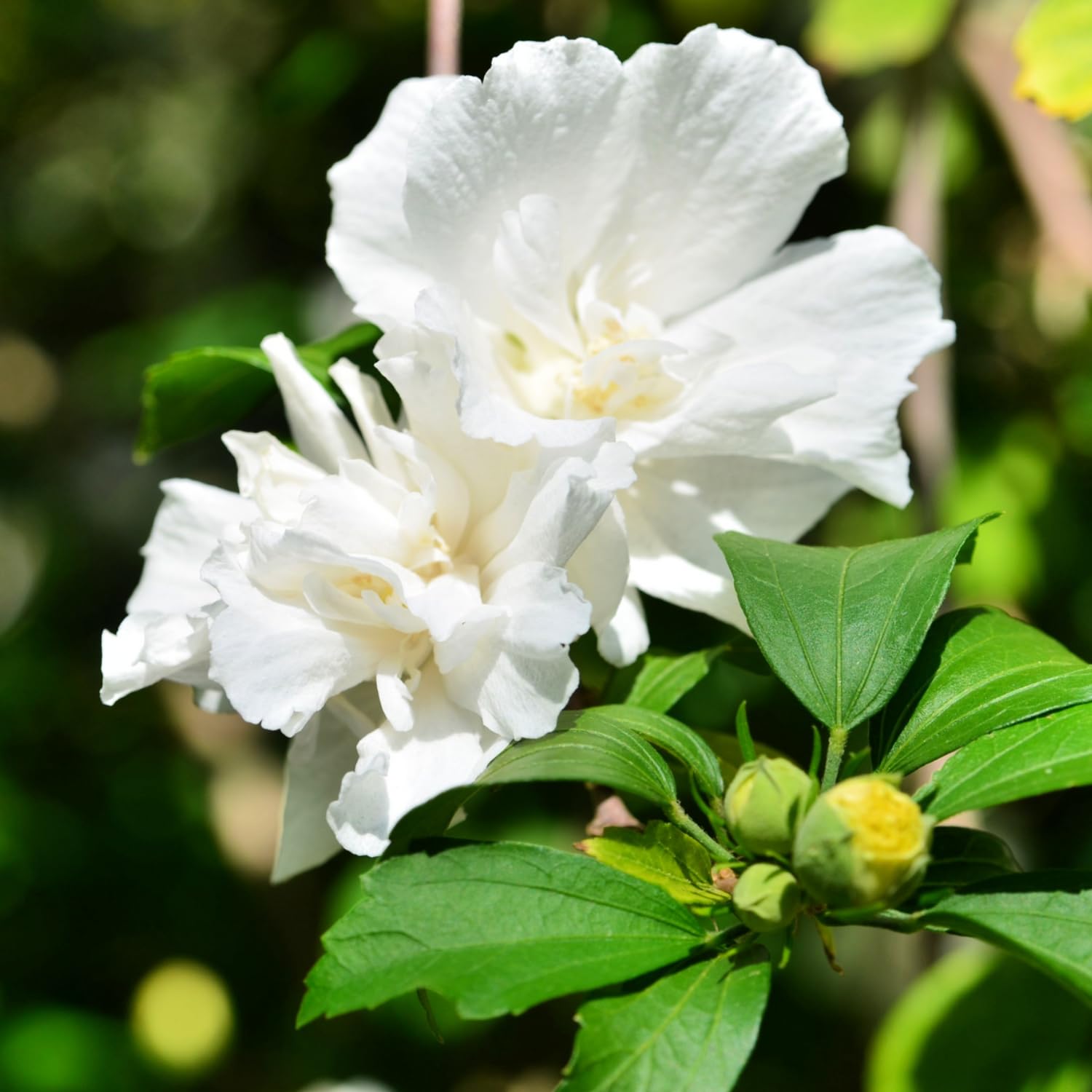 Althea Rose of Sharon Plant Live 6 to 13 Inch Tall, Hibiscus Syriacus Flowers, Come in Pot (White Rose of Sharon)