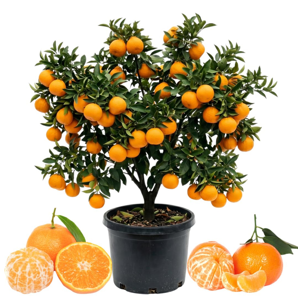Live Seedless Mandarin Orange Tree, 1 to 2 Feet Tall, Sweet Citrus Tree for Container or Backyard Garden Growing