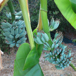 Ice Cream Banana Plant Live, Blue Banana Tree Live Plant 5 to 8 Inch Tall, Banana Fruit Seedling