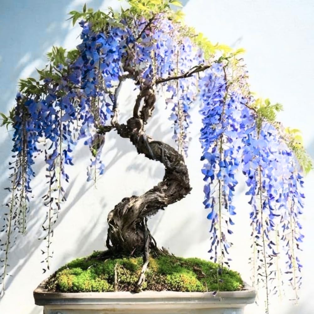 Wisteria Live Plant in 2.5" Pot, 6-12 Inch Tall Fragrant Wisteria Vine for Garden Trellis and Containers, Indoor Outdoor (Blue Wisteria)