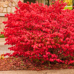 Set of 4 Burning Bush Rooted Cuttings Live, 8-12 Inches Tall Hardy Shrubs for Outdoor Landscaping