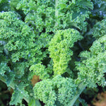 Kale Plant, 4 Inch Pot, Vegetable Kale Plants Potted