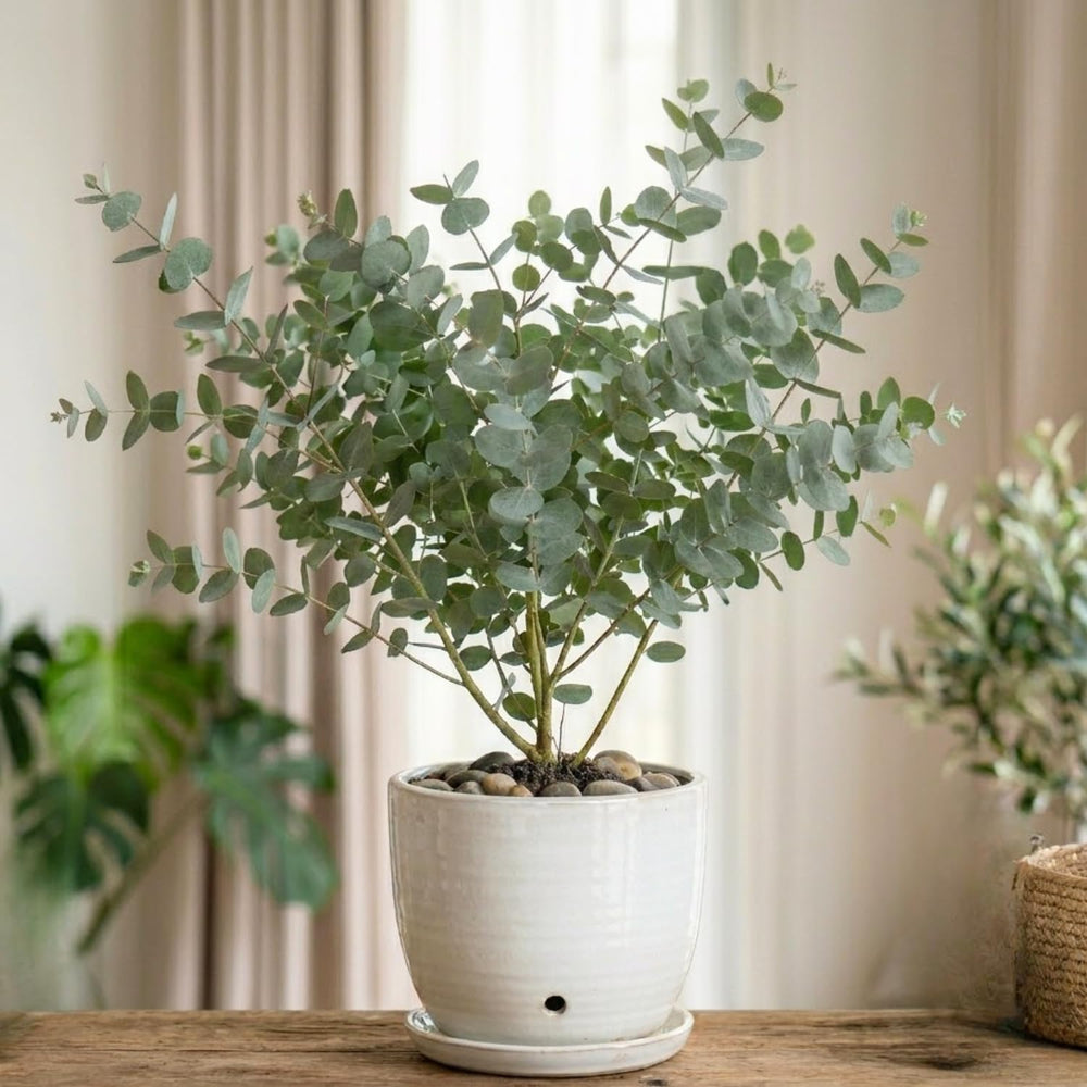Baby Blue Eucalyptus Plant Live, Eucalyptus Tree Live, Well Rooted Starter Plants, Fragrant Foliage Ornamental Plant, 5-7 Inches Tall, Indoor Outdoor Landscape