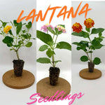 2 Lantana Plants Live for Planting Outdoor, 5-9" Lantana Trees Live Plants for Trailing, Fences Perennial Growing (Orange)