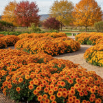 3 Hardy Chrysanthemum Plants Live, Orange Mums Plants Live, 5 to 7 Inc Tall, Chrysanthemum Flowers Perennials Gardening Outdoor