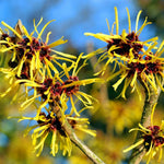 5 Witch Hazel Trees Live Plants, 1-2 Feet Tall Bare Root Hardy Shrubs for Outdoor Planting, Yellow Flower