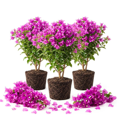 3 Purple Bougainvillea Live Plants, Climbing Vine, 4-7 Inch Tall