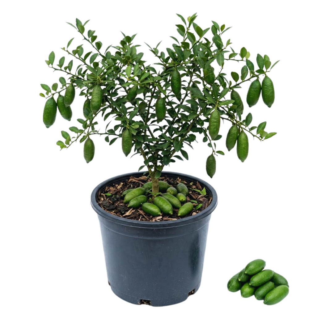 Green Finger Lime Tree Live Plant, Citrus Plant Live Garden, 1-2 Feet Tall, Fruit Gardening, Finger Lime Plant Pot 1 Gallon, No Ship to CA