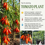 San Maranzo Tomato Live Plant, 2 Plant Per Pot, Red Tomato Plant 5-8" Tall