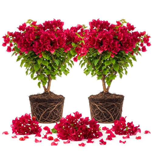 2 Red Pink Bougainvillea Live Plants, Ornamental Vine Plant, 4-8 Inch Tall