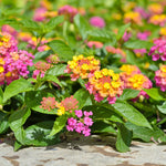 Live Lantana Plant, Perennial Lantana, Vibrant Flower Colors, 4 Inch Pot for Indoor or Outdoor Planting (Pink Flowers)