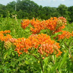 4 Orange Milkweed Plants Live 4-9 Inc Tall, Tropical Milkweed Plants Well Rooted, Outdoor Growing