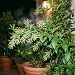 Night Blooming Jasmine Plant Live 4-7 Inches Tall, Fragrant Flowering Vine for Garden, Patio Containers and Indoor Growing