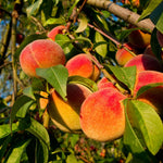 Peach Tree Live Plant, Outdoor Garden Fruit Tree, 1-2 Ft Tall
