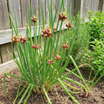 5 Egyptian Walking Onions Plants, Egyptian Onions Plant for Planting