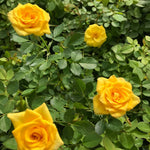 Rose Bush Live Plant, Heirloom Rose Plant Live for Planting, 5-8 Inch Height, Reblooming Shrub (Yellow Rose)