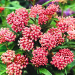 2 Deep Red Milkweed Plants Live, 5-8 Inch Tall, Butterfly Milkweed Asclepias Tuberosa Plant for Perennial Flower