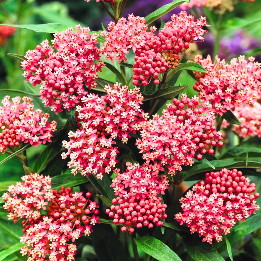 2 Deep Red Milkweed Plants Live, 5-8 Inch Tall, Butterfly Milkweed Asclepias Tuberosa Plant for Perennial Flower