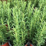 2 Trailling Rosemary Plants Live Size 5-9" Fast Growing, Fragrant Rosemary Live Plant Herb Plant for Indoor, Outdoor Garden
