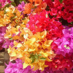 Pack 4 Multicolor Bougainvillea Plants Live, Bougainvillea Vine for Outdoor Landscaping and Containers, 4-8 Inch Tall Well-Rooted