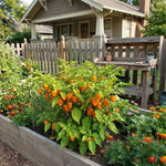 Set 2 Pepper Plants Live for Planting, Pepper Plant, 4-6 Inc Tall, Live Vegetable Plants for Indoor Outdoor Growing (Hot Orange Peppers)