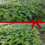 2 Multi Varieties Poinsettia Plants Live, Pink Cream Poinsettia Flowers for Holiday Christmas Gift, Decoration Houseplant 5-10" in Tall, No Pot