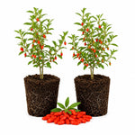 2 Goji Berry Plants 4–6" Tall, Live Fruiting Shrub for Patio, Containers and Backyard Gardening, Hardy Outdoor Plant