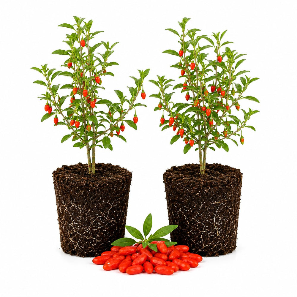 2 Goji Berry Plants 4–6" Tall, Live Fruiting Shrub for Patio, Containers and Backyard Gardening, Hardy Outdoor Plant