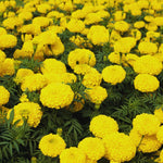 Yellow Marigolds Live Plant, Marigold Plants Live, 6 to 8 Inc Tall, Yellow Blooms Spring Flower Plant