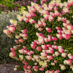Hydrangea Plant Live Tree, Pink to White Color Bloom, 5-10" Well-Rooted Hydrangea Shrub Bush for House Planting Outdoor, Dormant