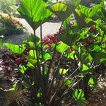 Colocasia Elephant Ears Live Plant, Alocasia Plant, Esculenta Taro Live Houseplant, 5-7 Inc Tall (Green Black Leaf and Stem)