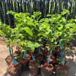 Sugar Apple Tree Live Plant, 2-3 Ft in One Gallon Pot, 2 Years Old Tree Annona Squamosa Soursop Like, Outdoor Spring Tropical Fruit Planting, No CA