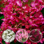 2 Random Change Color Hydrangea Live Plants, Hydrangea Tree Plant, 4-6 Inches Tall, Indoor Outdoor Decorative Flowering Plant, Summer Planting