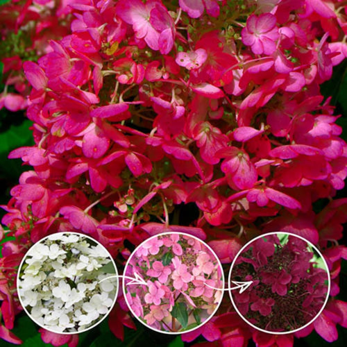 2 Random Change Color Hydrangea Live Plants, Hydrangea Tree Plant, 4-6 Inches Tall, Indoor Outdoor Decorative Flowering Plant, Summer Planting