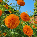Orange Marigolds Live Plant, Marigold Plant Live, 6 to 8 Inc Tall, Yellow Blooms Spring Flower Plant