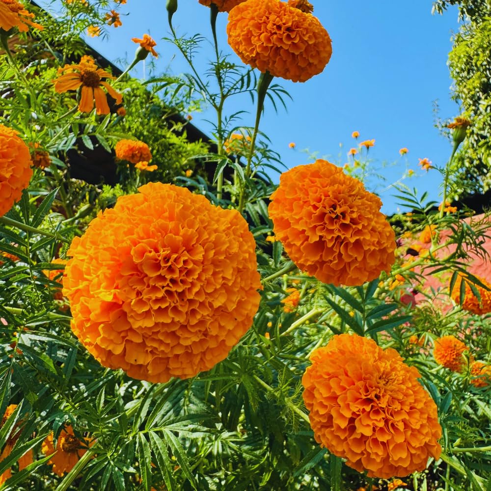 Orange Marigolds Live Plant, Marigold Plant Live, 6 to 8 Inc Tall, Yellow Blooms Spring Flower Plant