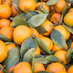 Golden Mandarin Grafted Live Plant in Gallon Pot, Sweet Tangerine Citrus Fruit Tree for Outdoor Garden, 2-3 Ft Tall