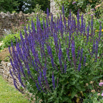 3 Dark Purple Salvia Sage Plants 4–7" Tall, Perennial Live Flowering Garden Plants for Outdoor Growing, Vibrant Salvia Plant Starter