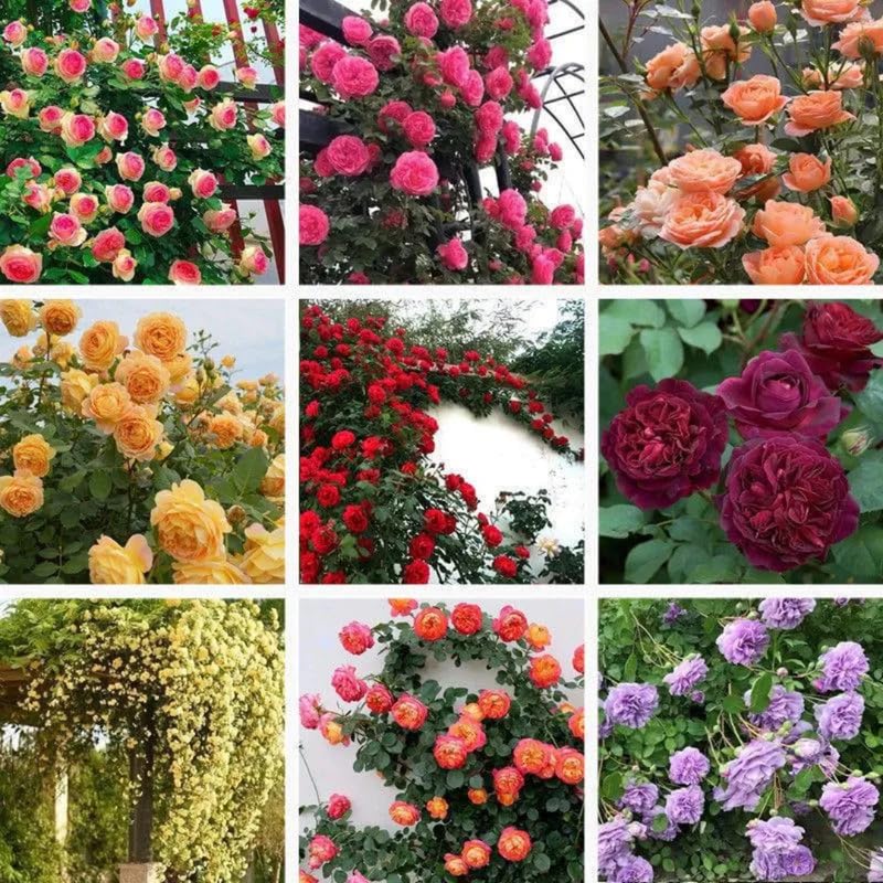 Pack 2 Mix Climbing Rose Live Plants Bushes Fragrant Well Rooted - No Leaf - Cut Back for Summer Planting (Stripes Rose and Red Orange)